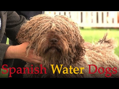 Spanish Water Dogs - Bests of Breed