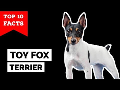 Toy Fox Terrier - Top 10 Facts