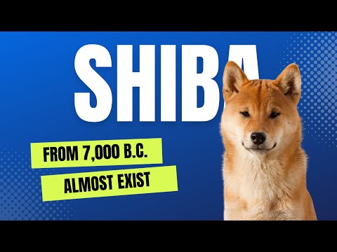 The History of Ancient Shiba Inu