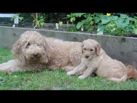 Red Goldendoodle Boy &amp; Mom Playing