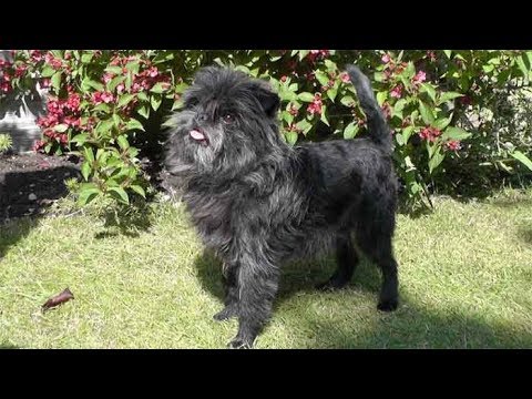 Dog Breed Video: Affenpinscher