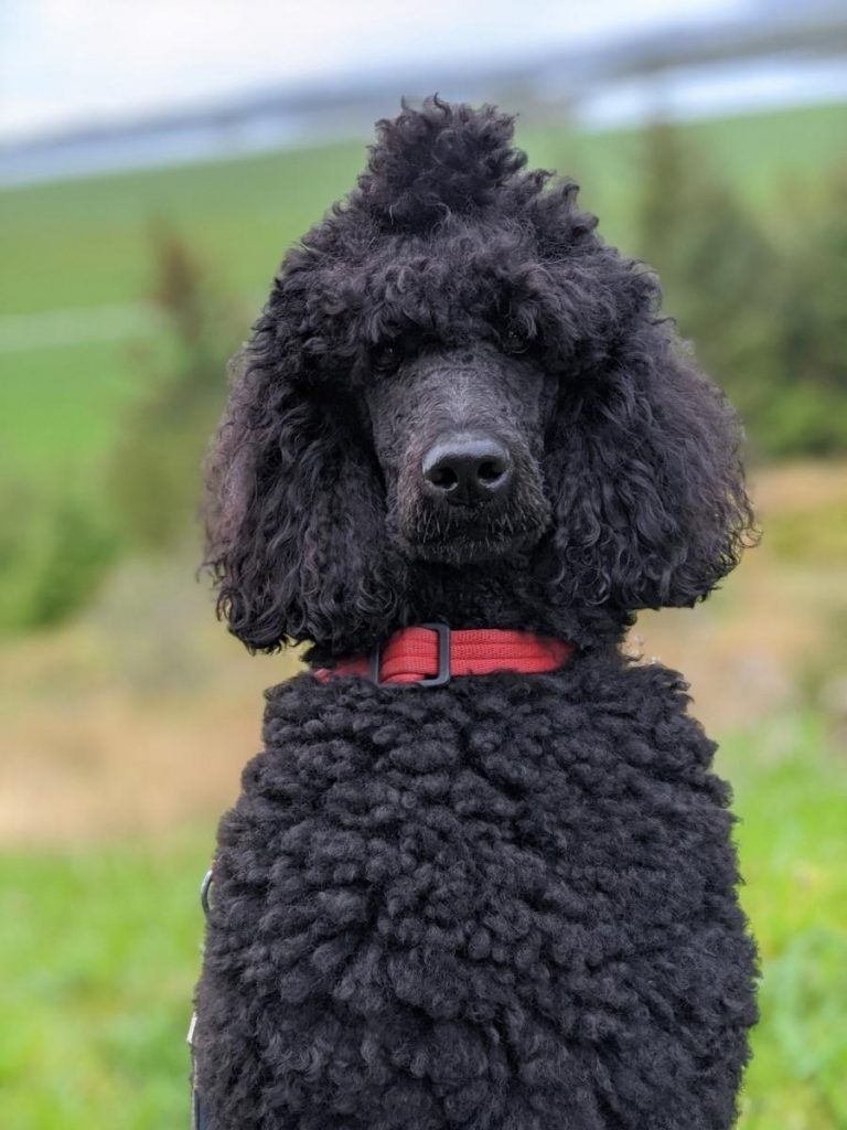 Black Standard Poodle wearing a red collar and sitting upright.