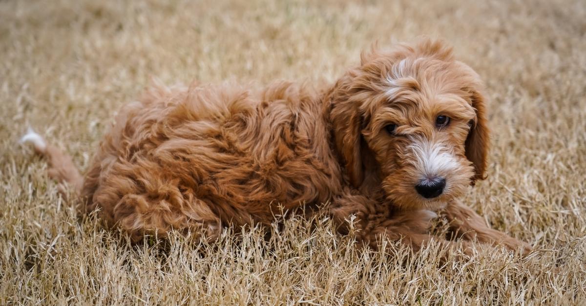 Doodle Breeds 101: Everything You Need To Know