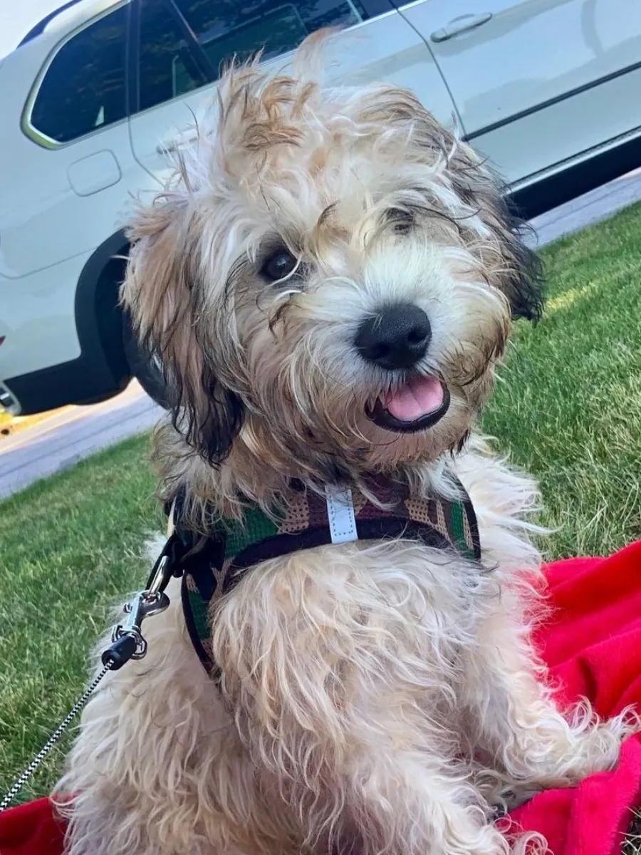 Mini Whoodle sitting on blanket outside.