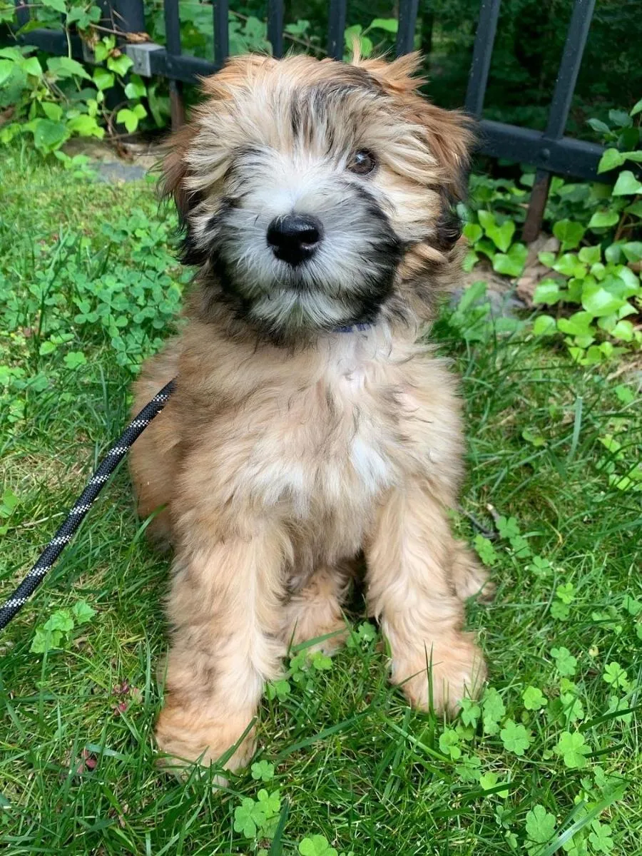 Golden Mini Whoodle puppy sitting on grass in Florida.