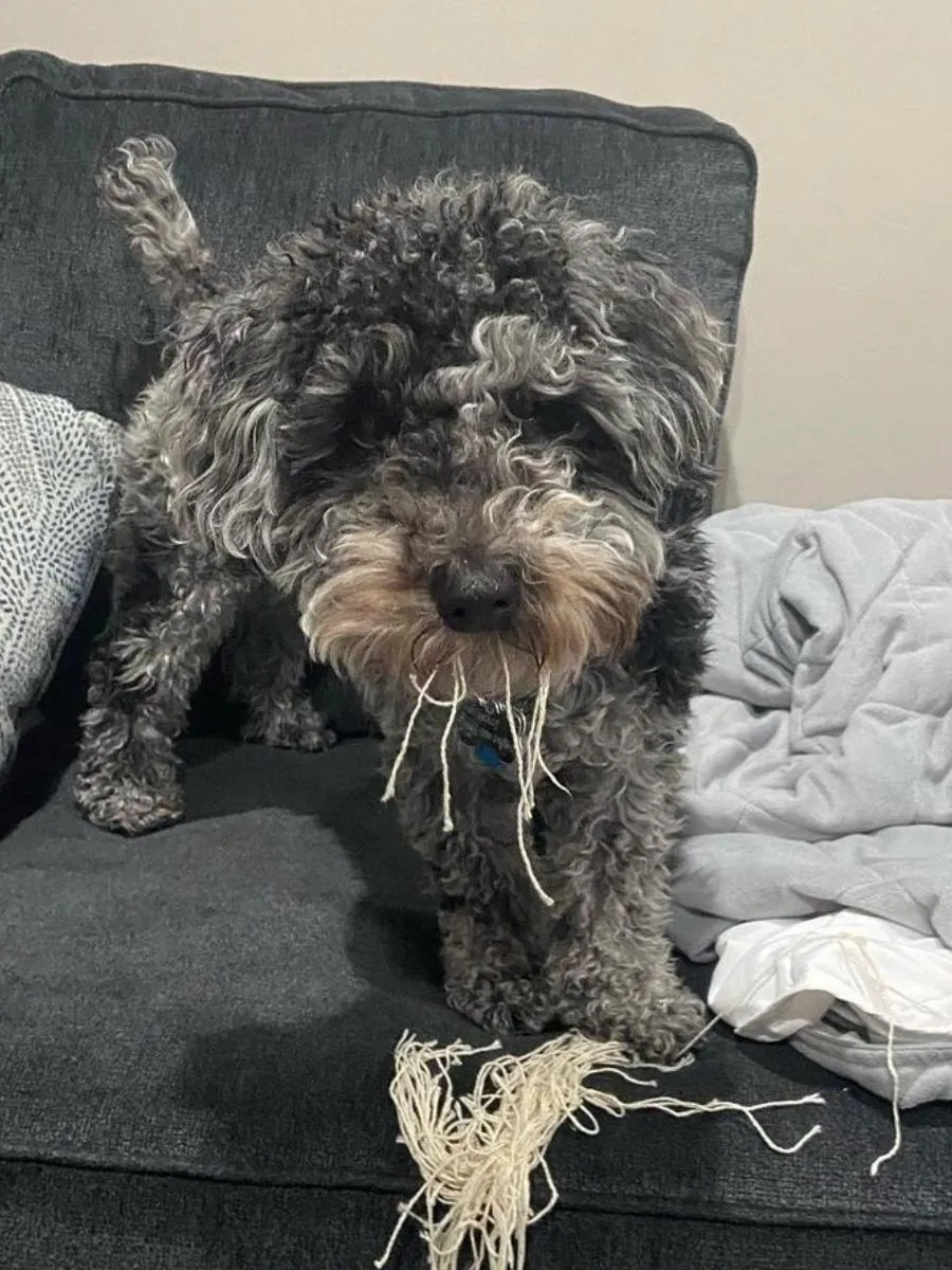 Mini whoodle puppy caught tearing up a pillow.
