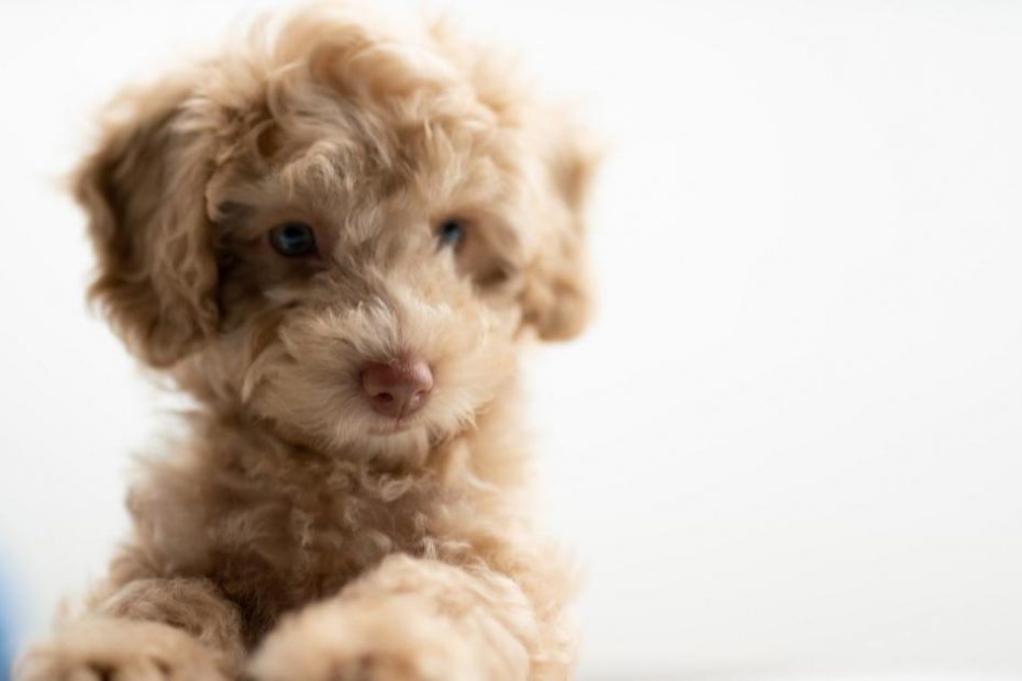 Cute golden Mini Whoodle puppy posing for picture