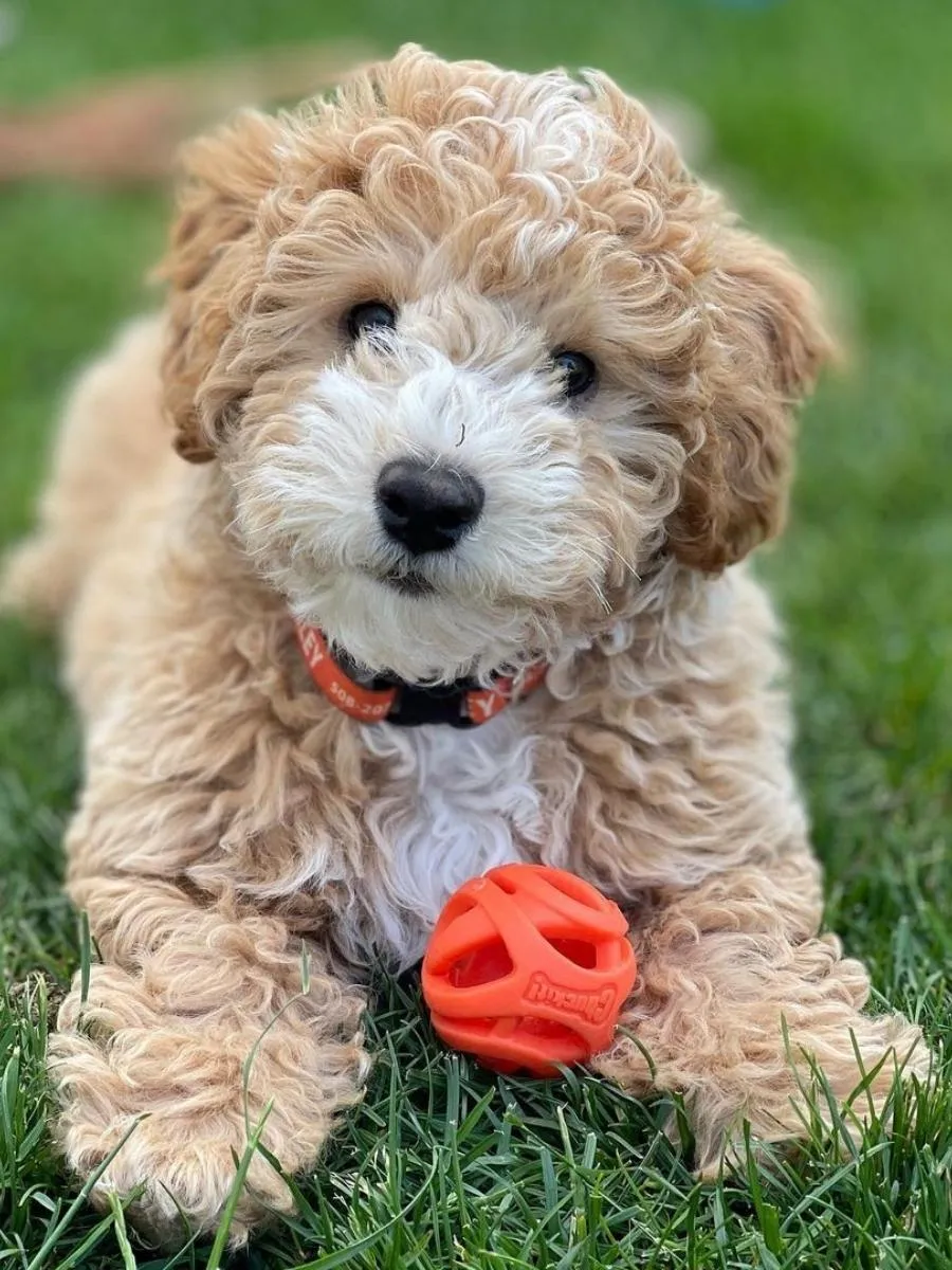 Mini Whoodle on grass with orange ball.