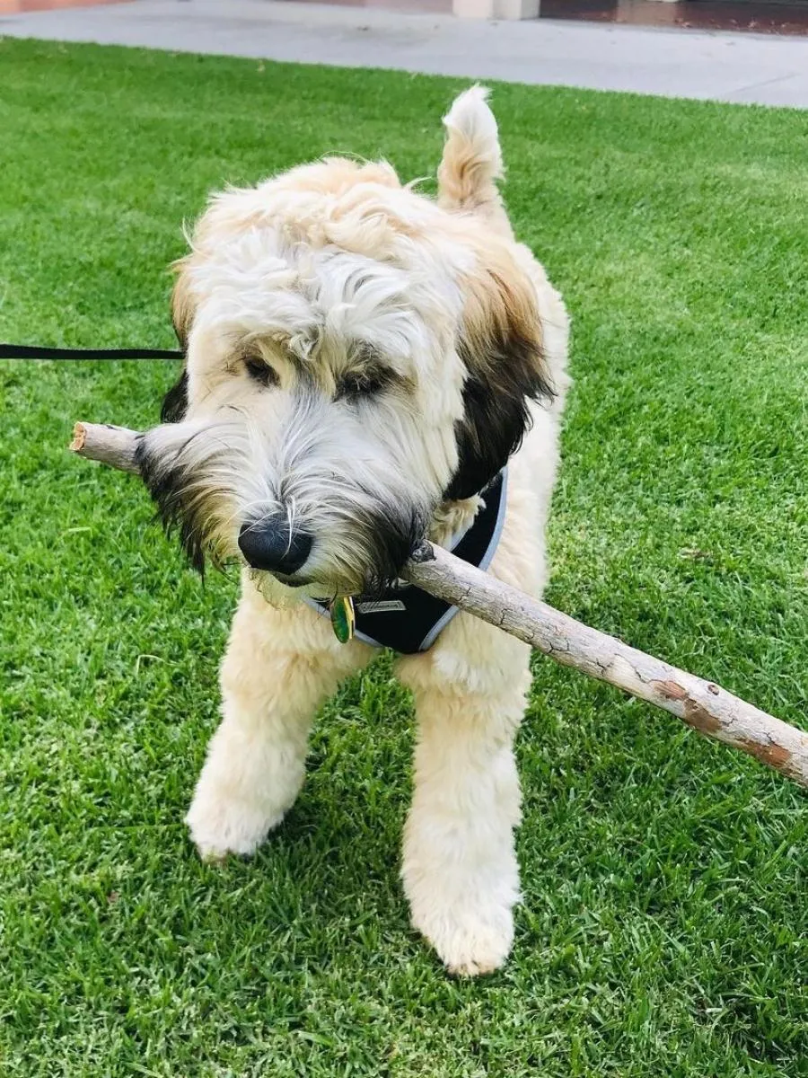 Golden Mini Whoodle carrying a stick outside.