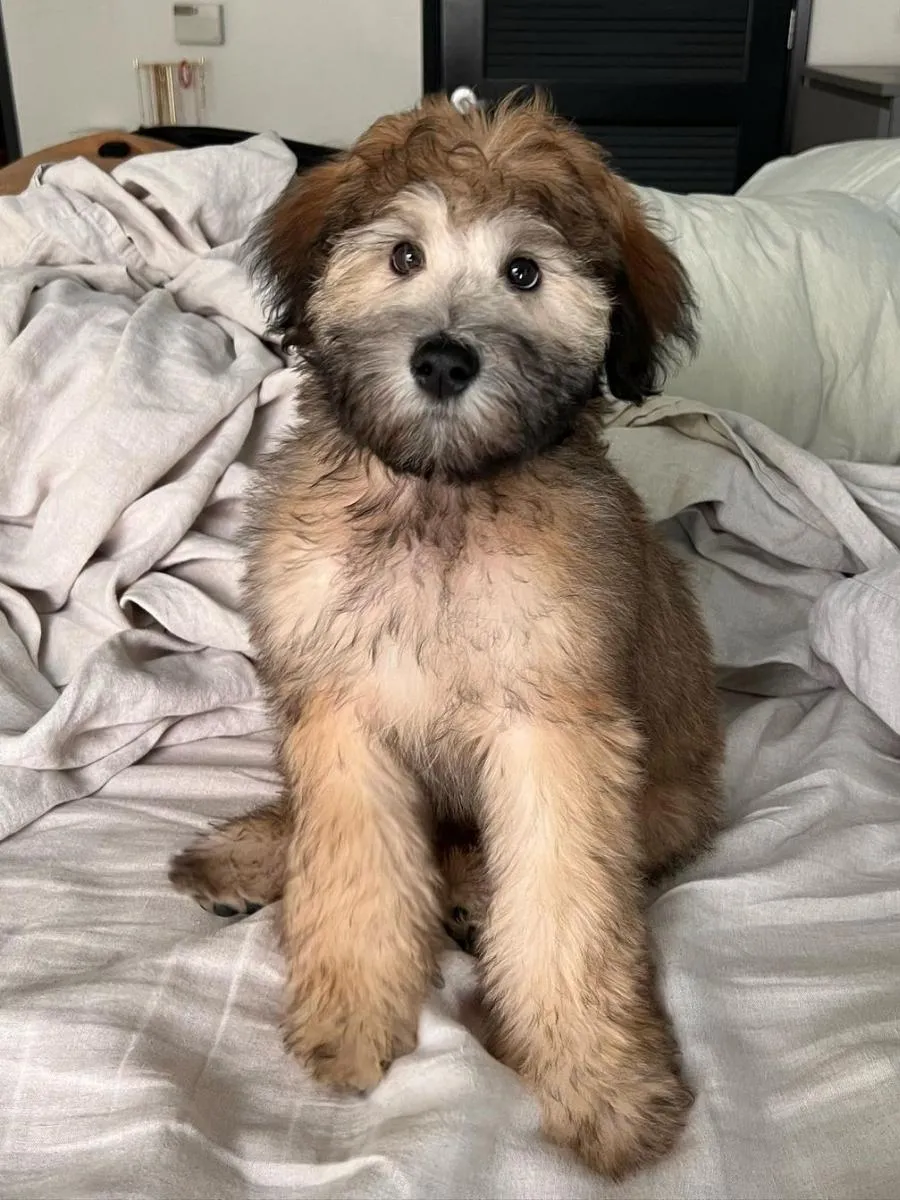 Mini whoodle puppy with wheaten terrier coat.