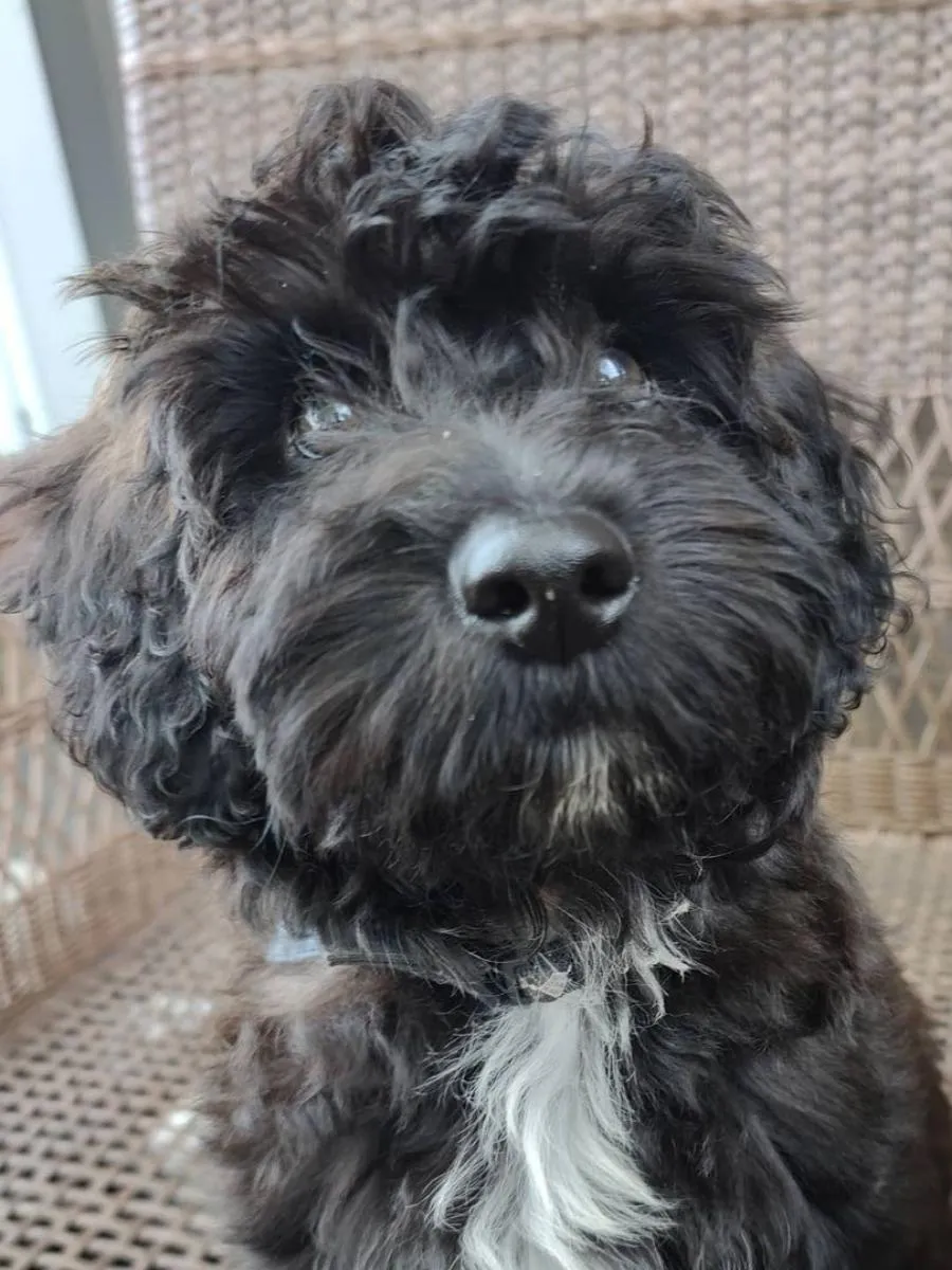 Black Whoodle with white fur on chest looking up