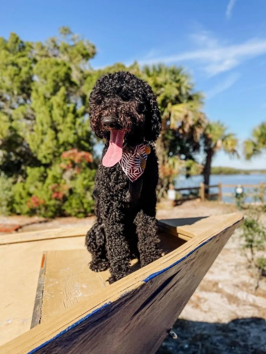 Curly-haired, brown and black Whoodle sitting on a boat on the beach