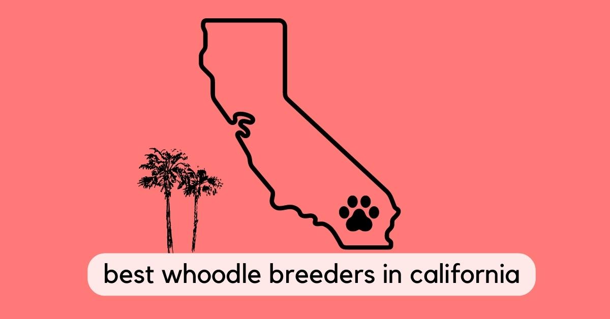 Best Whoodle Breeders in California (2023)
