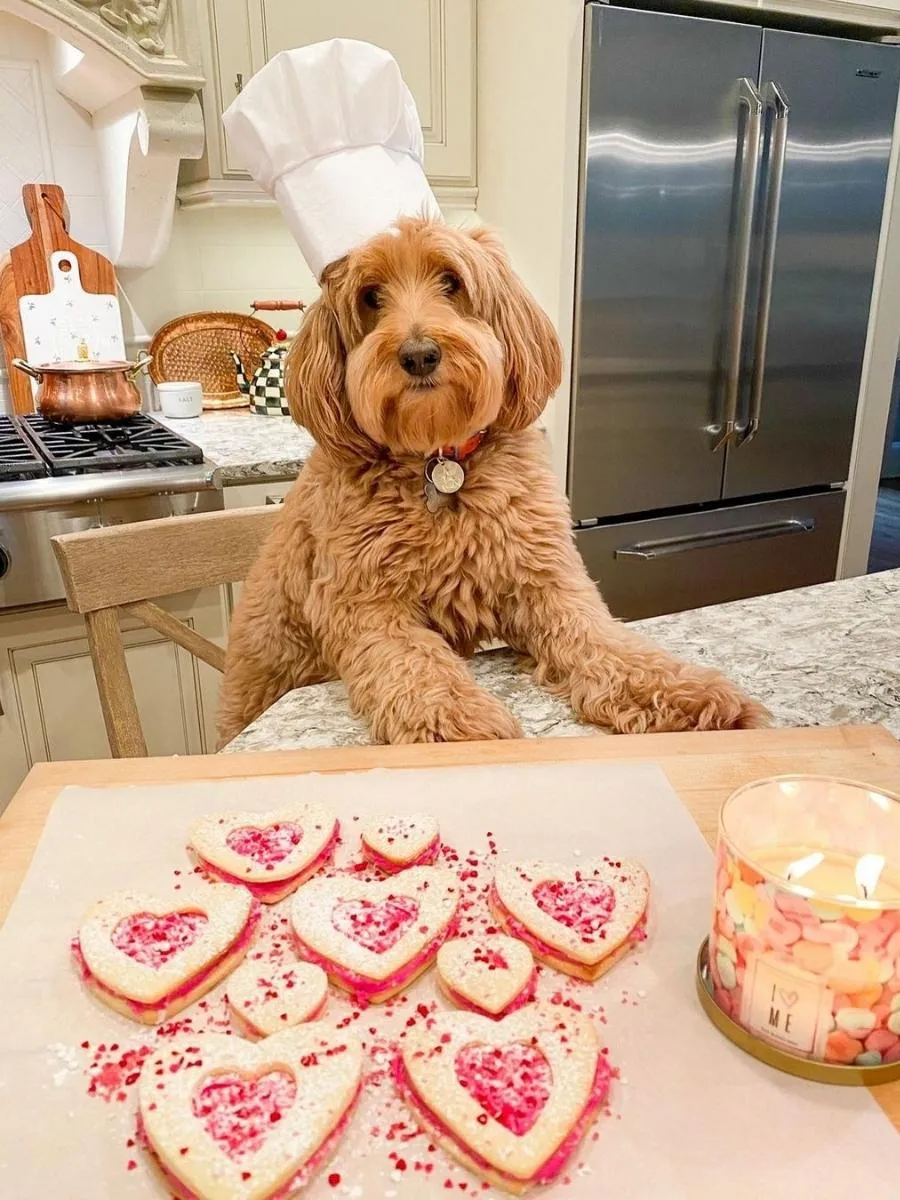 Golden whoodle with a chef's hat on and cookies in front of him