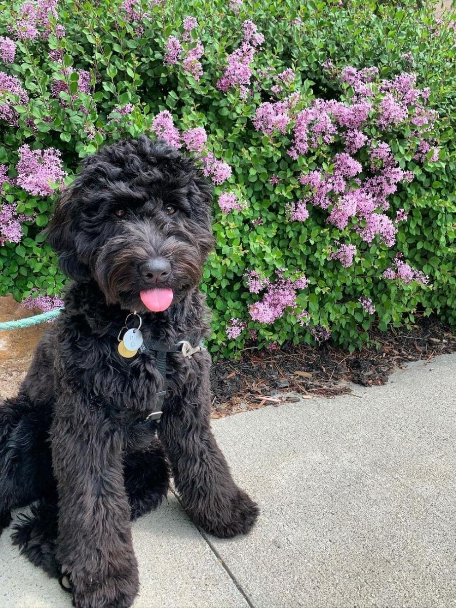 Black whoodle sitting in front of purple flowers