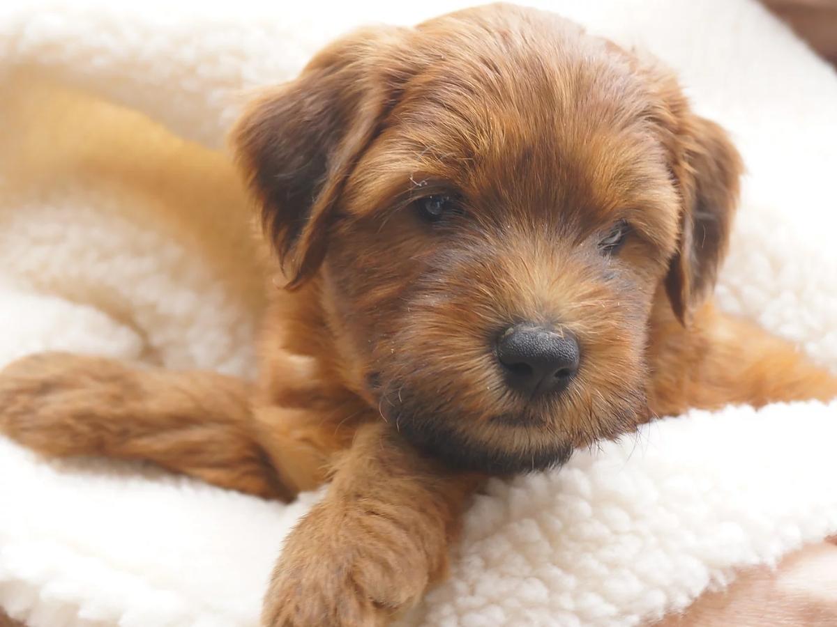 Newborn golden and black Whoodle puppy.