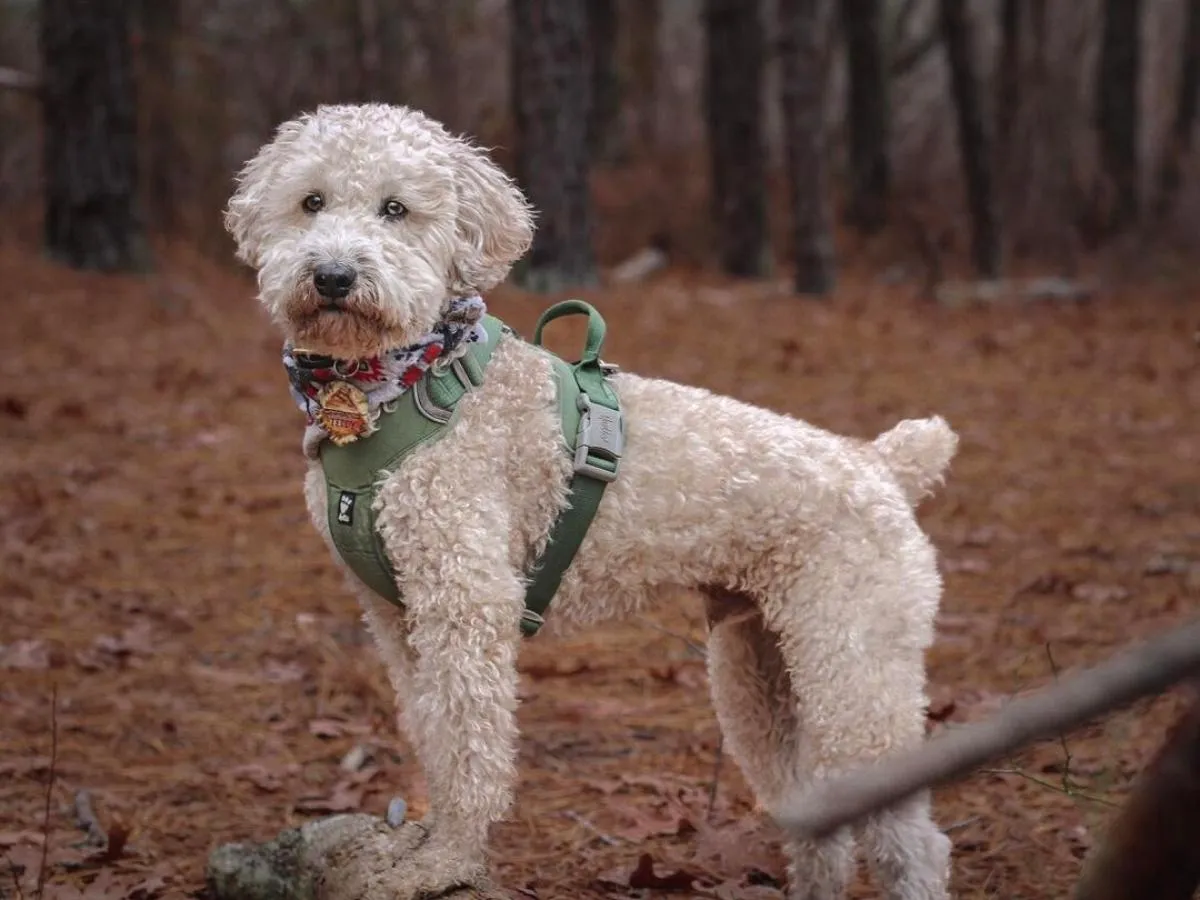 White whoodle standing in the woods