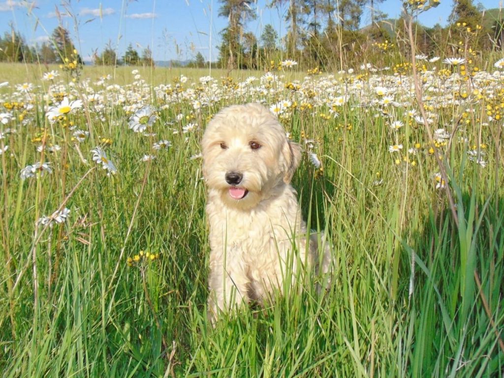 White Wheaten Terrier - Poodle mix sitting in field of flowers.