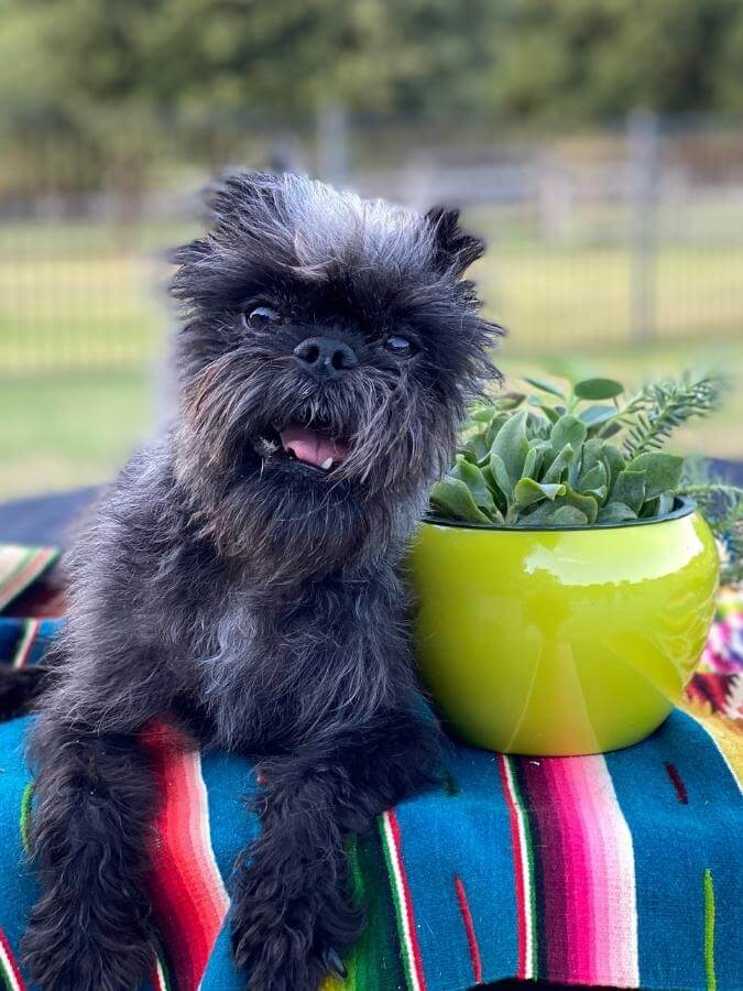 are affenpinscher aggressive