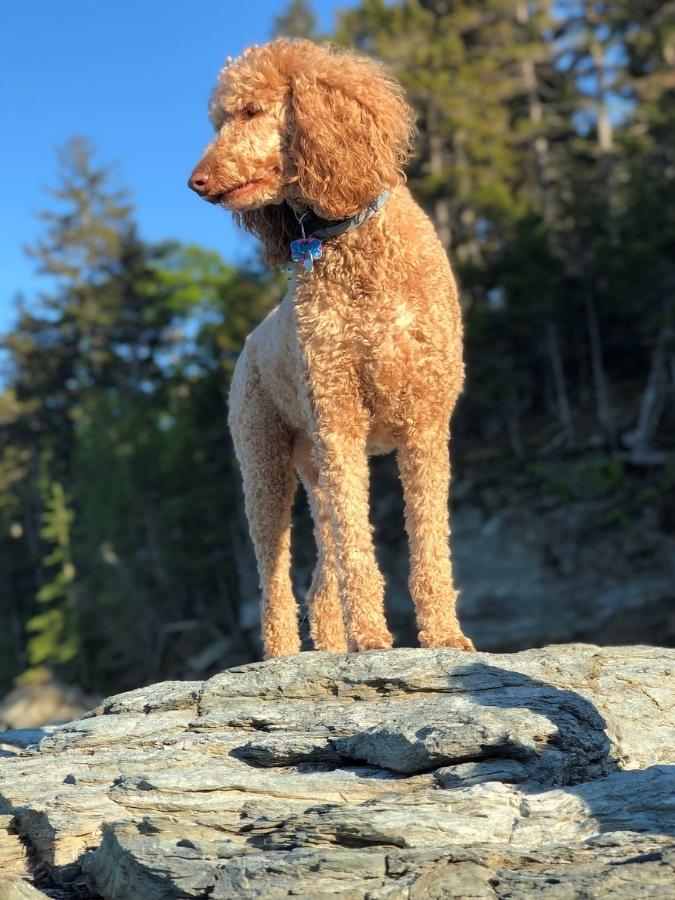 Apricot colored standard poodle on top of a rock