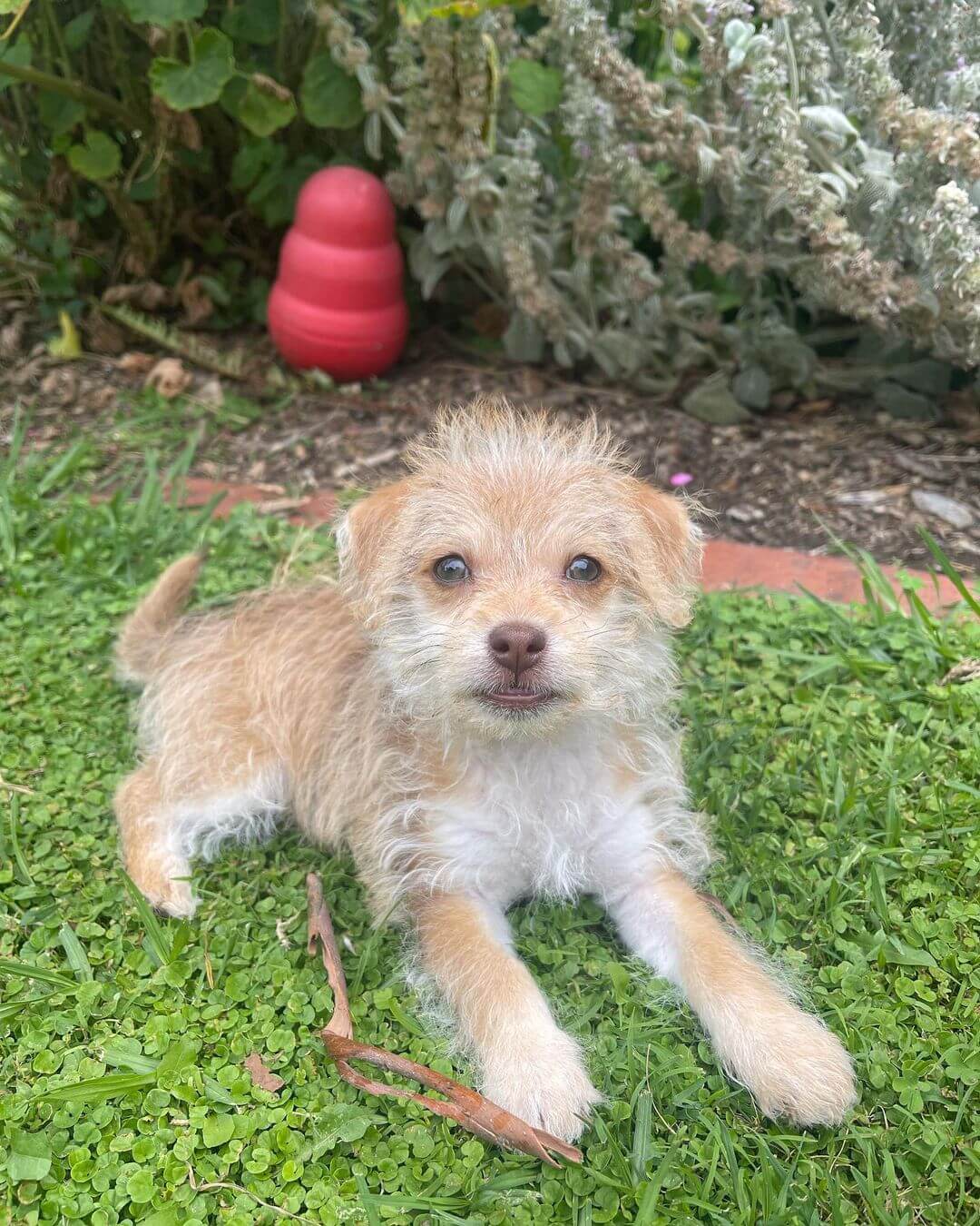 Beige and cream colored Toy Foodle laying in grass