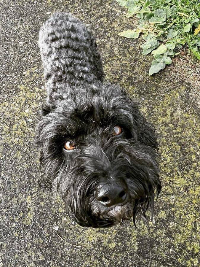 Adorable Affenpoo face