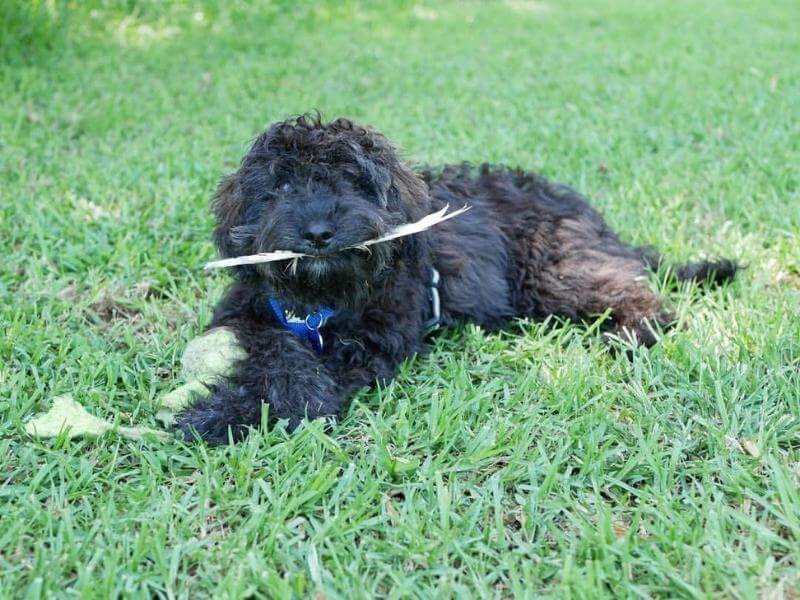 Affenpoo puppy holding a stick