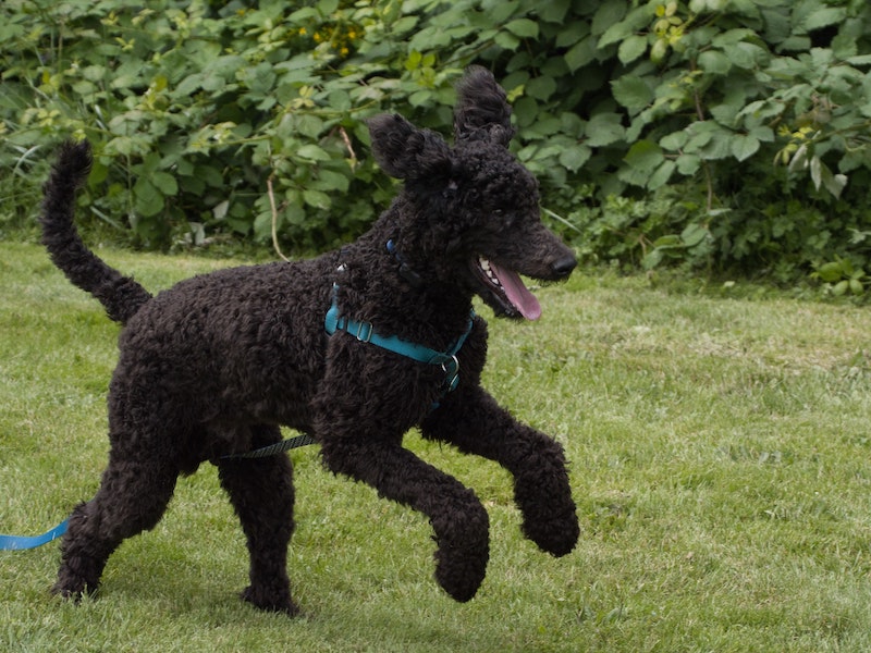 Black standard Poodle playing around in the yard.