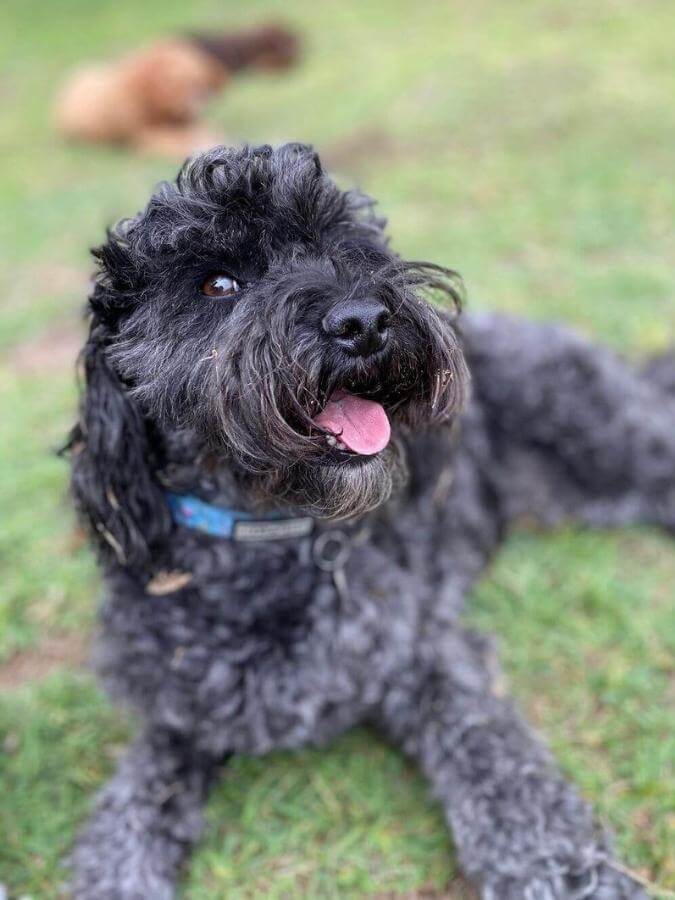 Affenpoo dog with tongue out