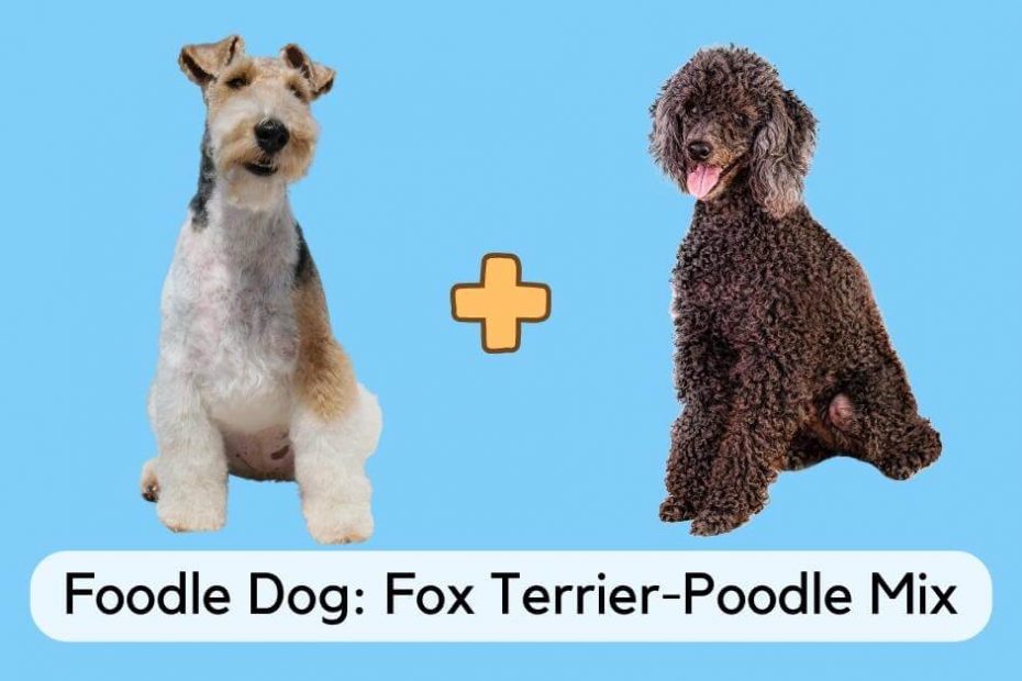 fox terrier and poodle