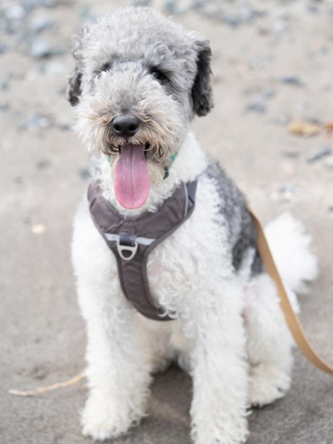 White and black Foodle sitting on beach with tongue out