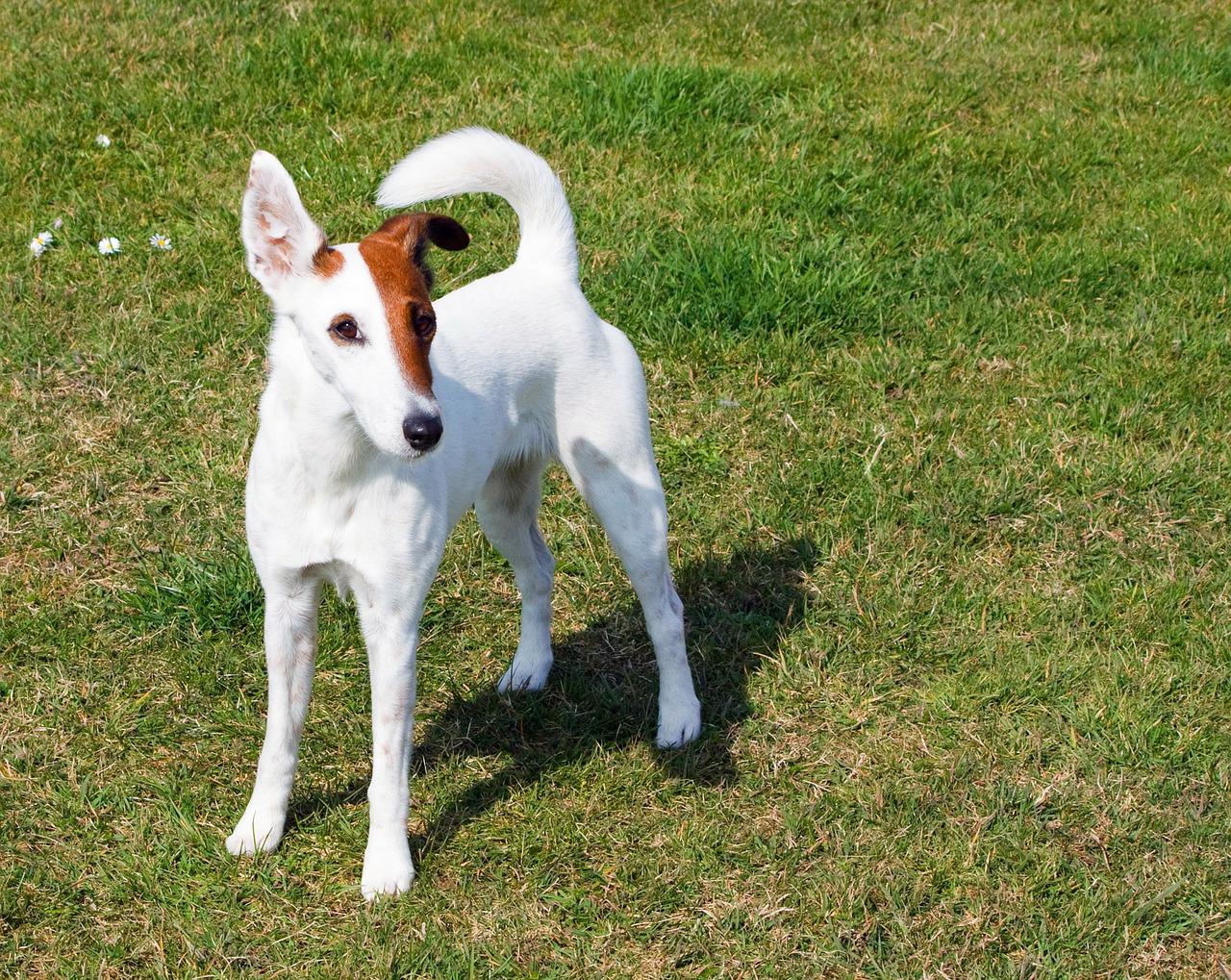 Smooth fox terrier standing on grass with a white coat and brown coloring