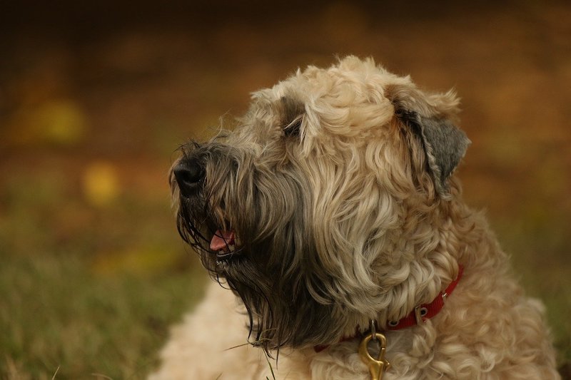 Soft-Coated Wheaten Terrier lying in the grass
