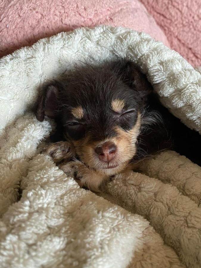 Toy Foodle puppy wrapped up in blankets sleeping