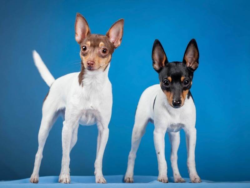 Two toy fox terriers standing side by side