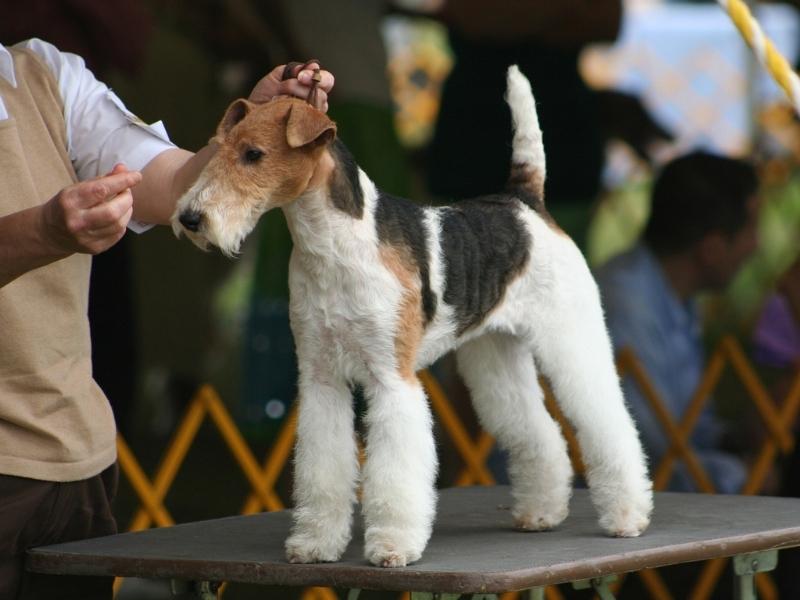 Wire fox terrier standing on a table at a dog show