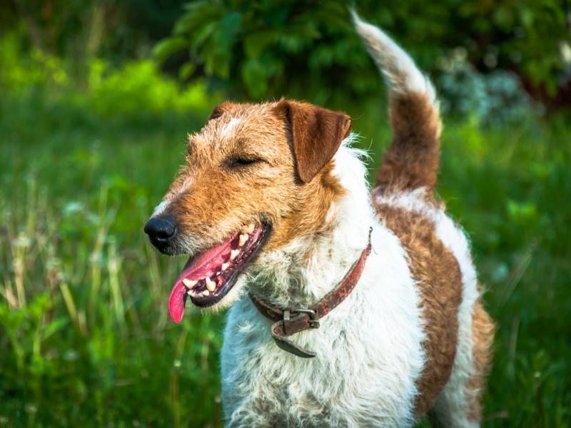 Wire fox terrier outside with tongue hanging out