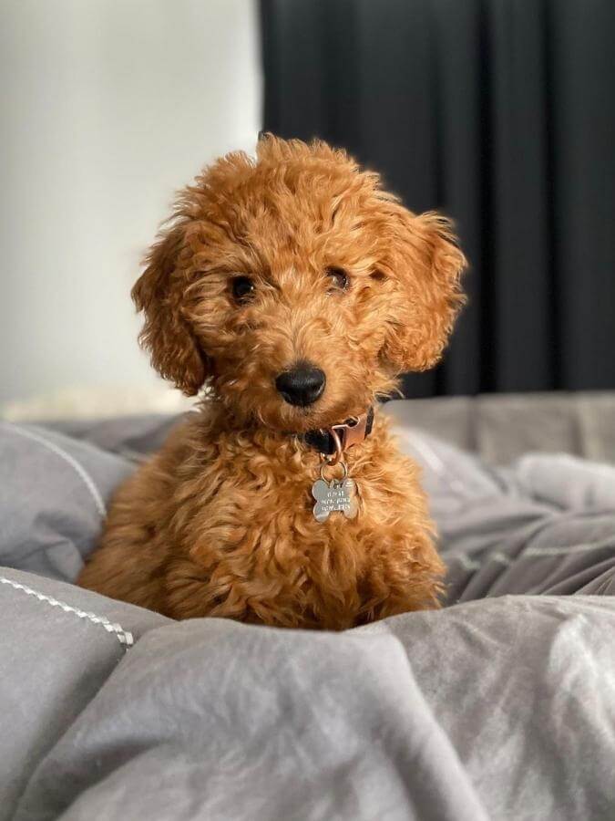 F1B Goldendoodle sitting in bed