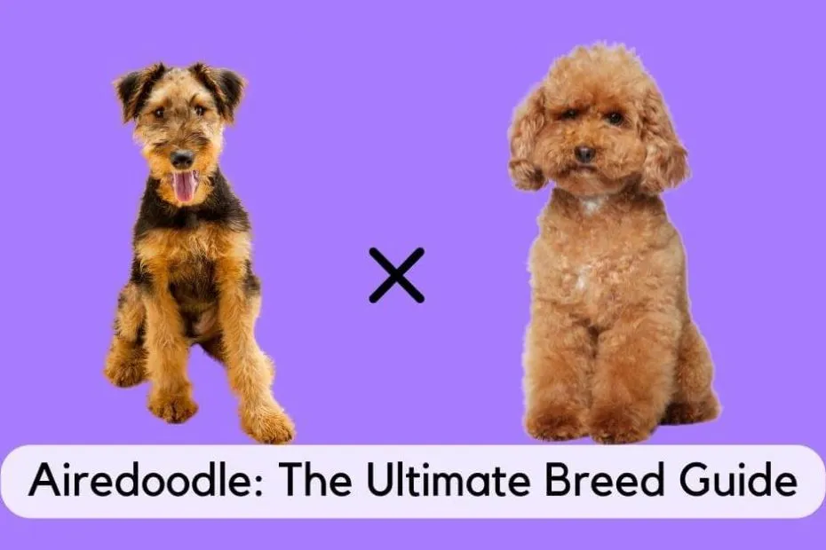Airedale terrier and poodle sitting next to each other