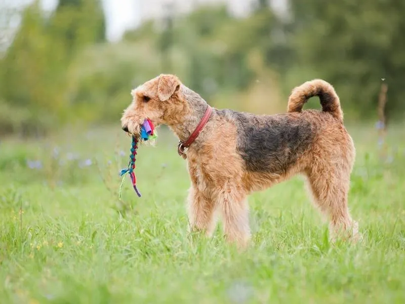 Airedale Terrier with a toy in his mouth standing in a field