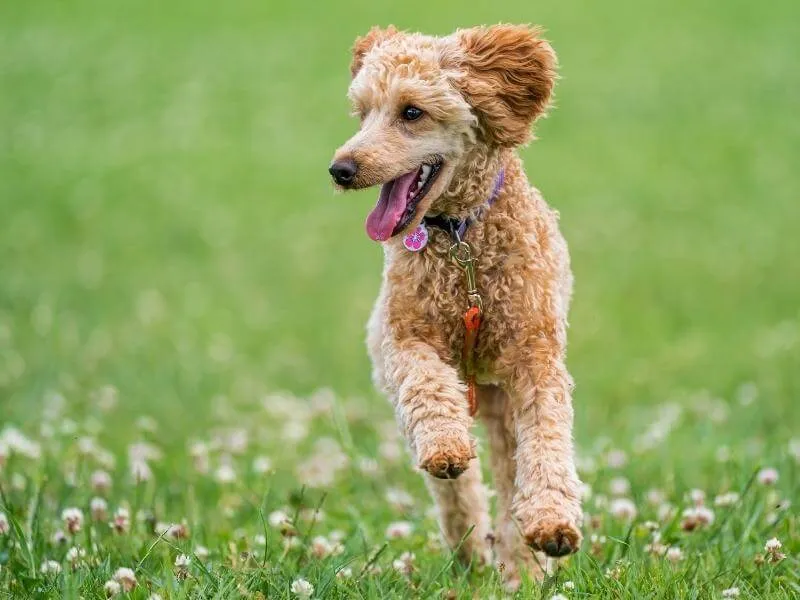 Beige Poodle running outside in a field of flowers