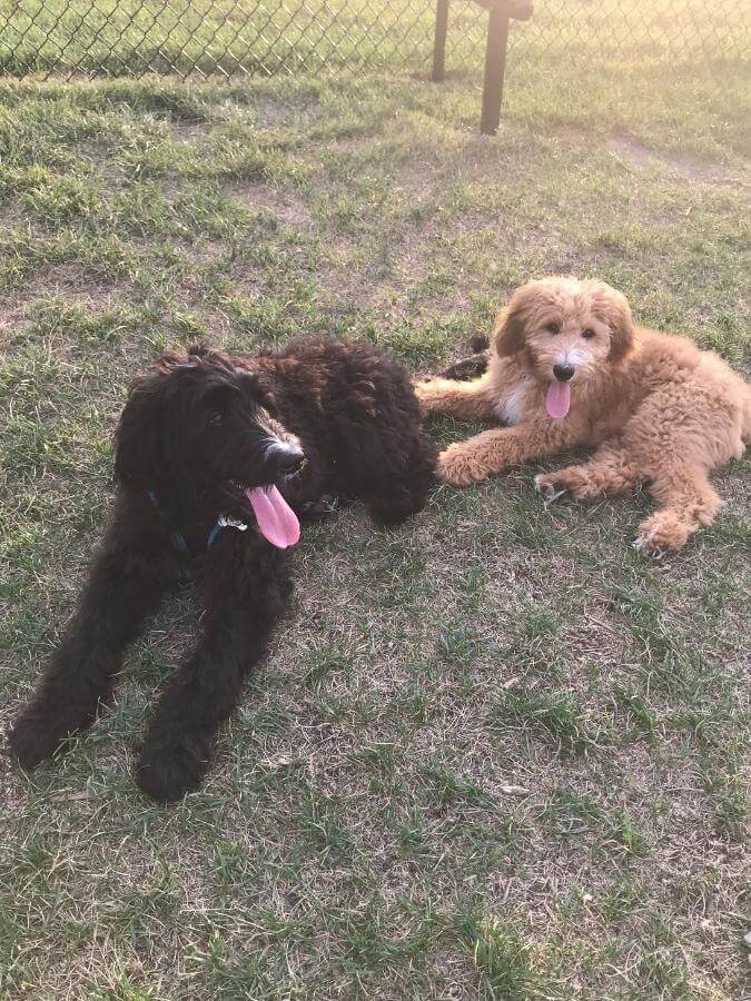 Bernedoodle puppy and goldendoodle puppy sitting in grass together