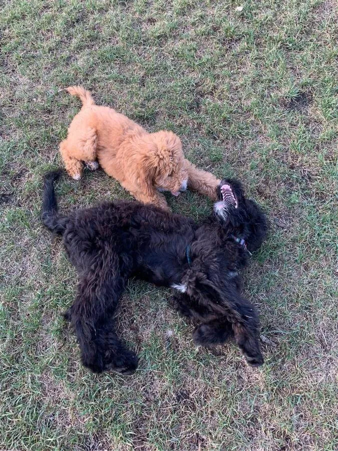 Bernedoodle puppy playing with Goldendoodle puppy