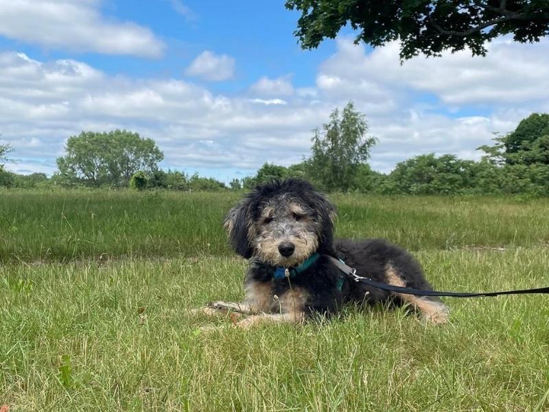 Fluffy Airedoodle puppy sitting outside 