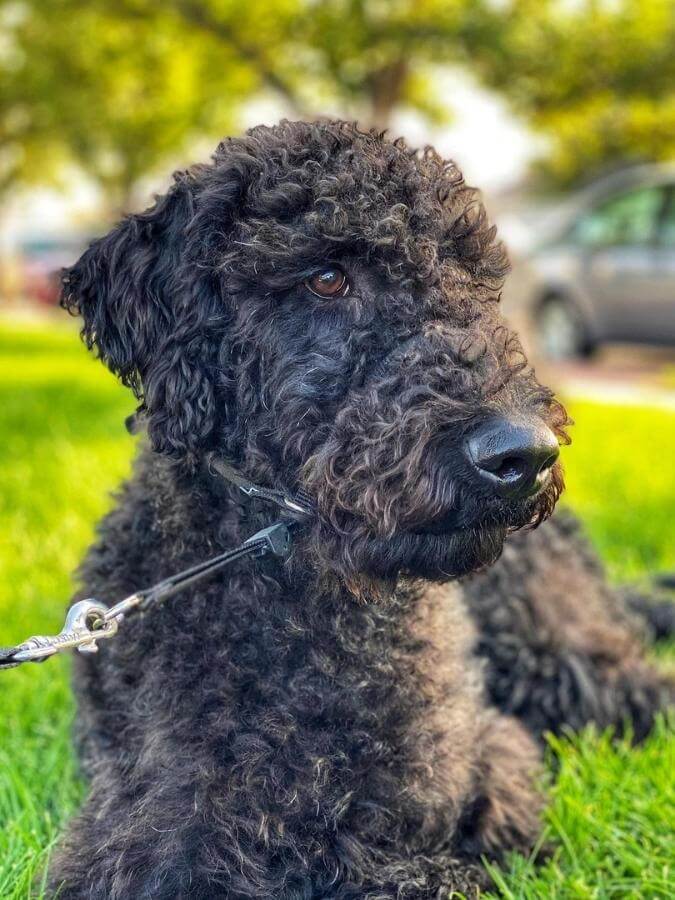 Black Airedoodle sitting outside in the grass