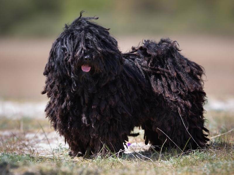 Hungarian Puli dog standing in field