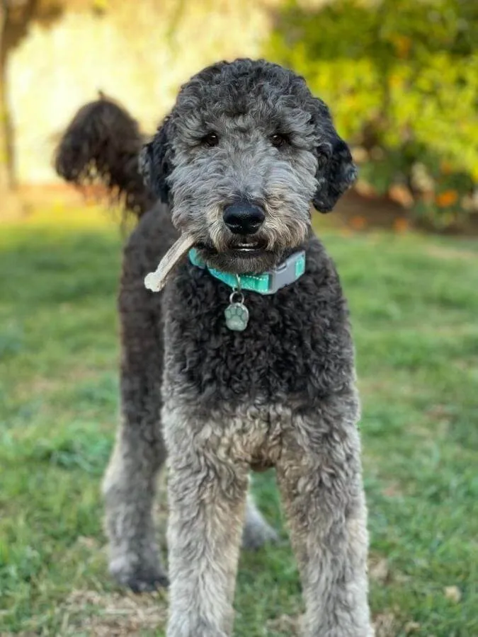 Silver Poodale standing with a toy in his mouth