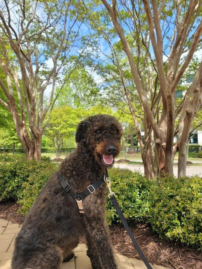 Brown adult Airedoodle sitting on the sidewalk on a sunny day