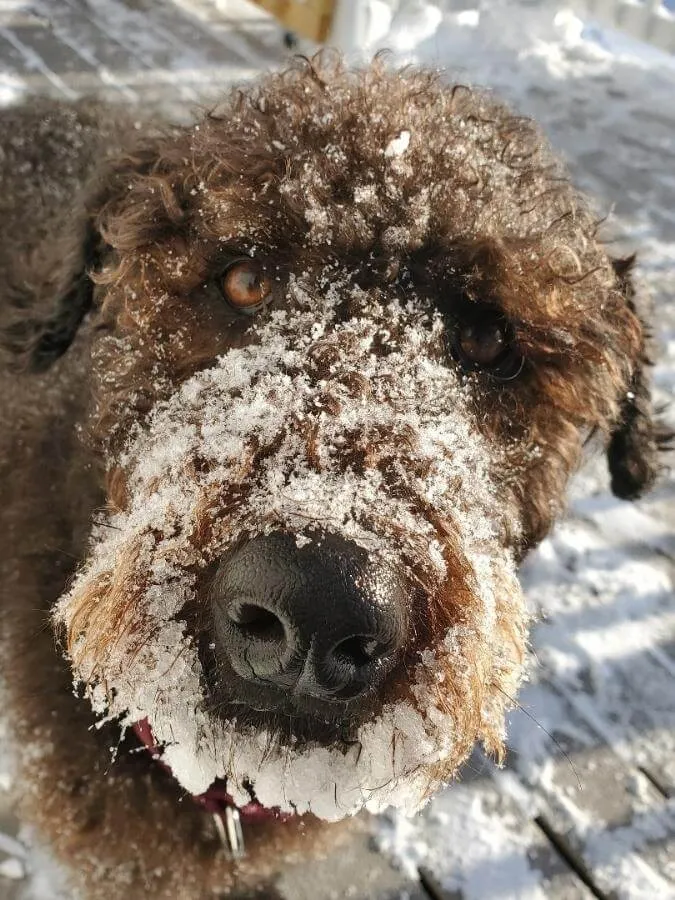 Brown Airedoodle with a face full of snow