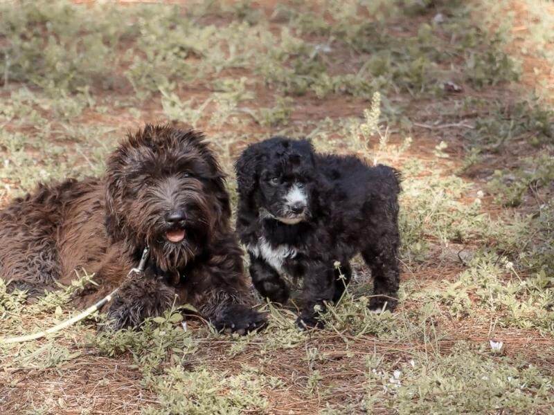 Chocolate Whoodle next to puppy